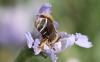 Eucera sp.
